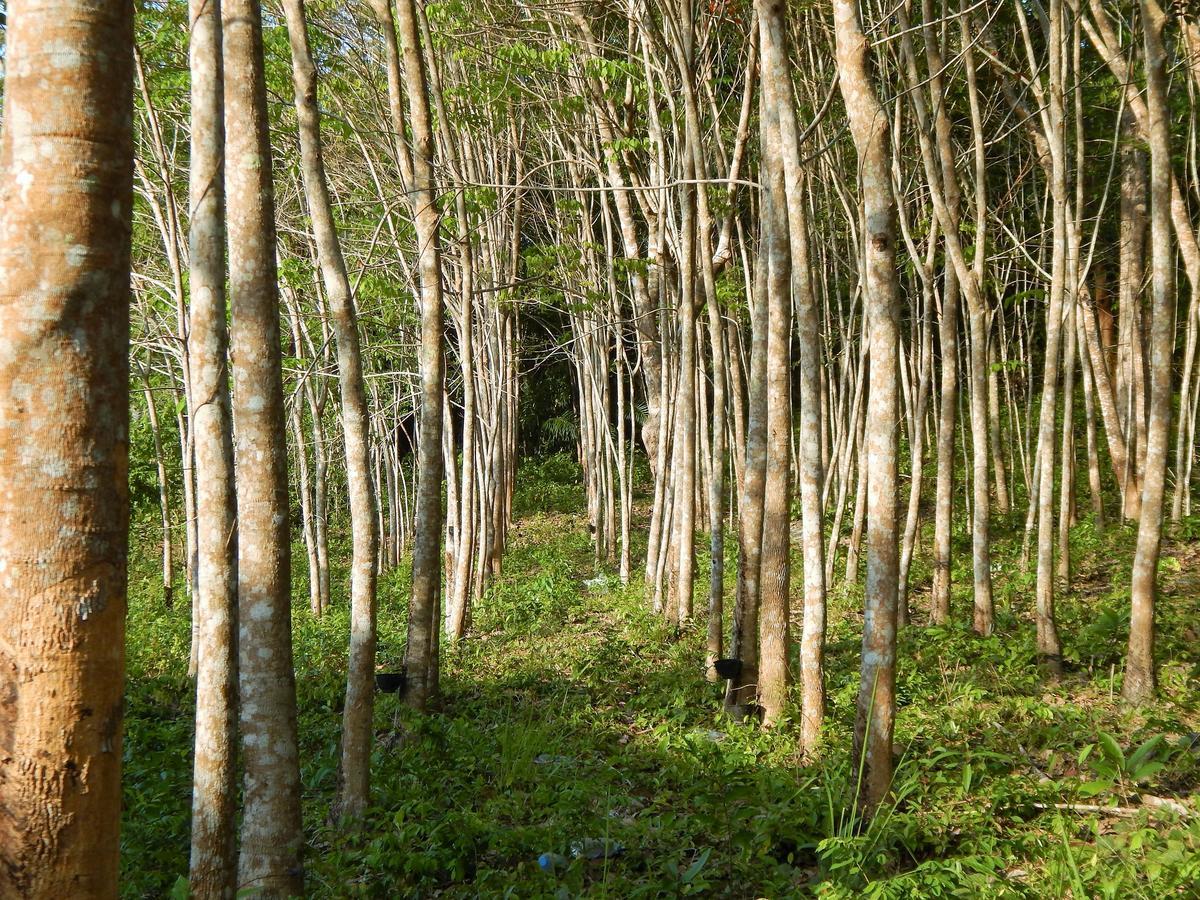 Rubber Tree Resort Koh Lanta Exterior photo